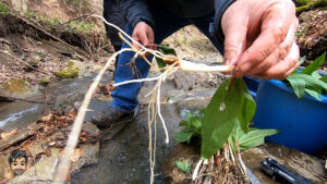 Leek and Ramp digging