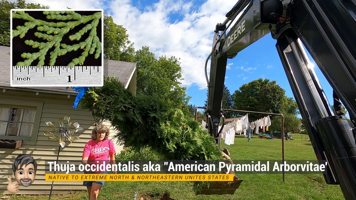 Installing Thuja occidentalis - aka 'American Pyramidal Arborvitae'